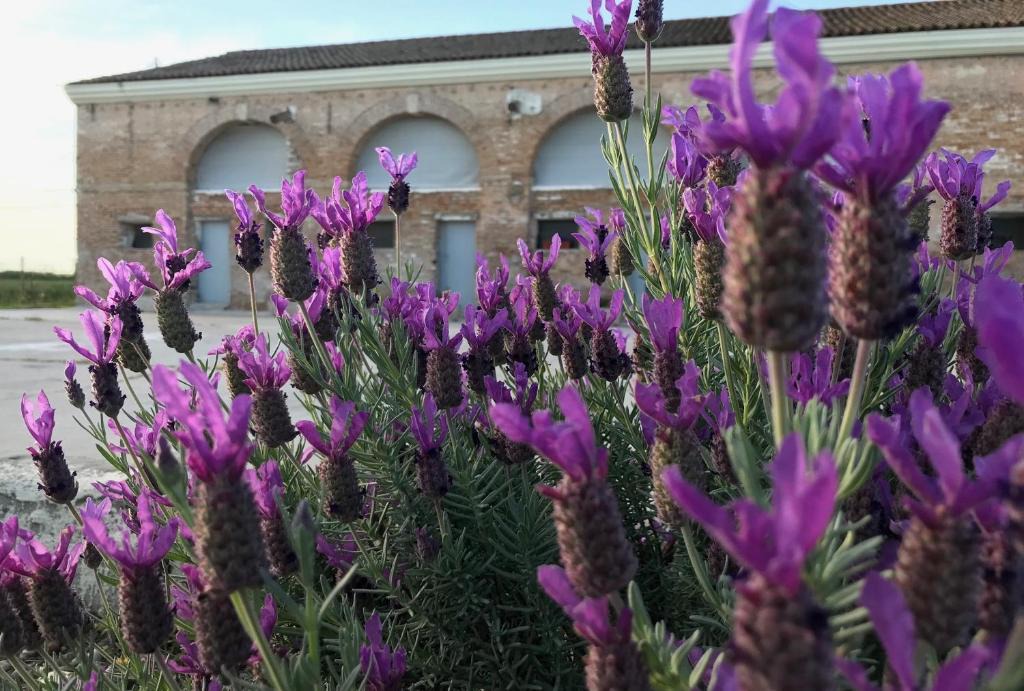Ca' Venier Bed & Breakfast | B&B Tenuta della Duchessa