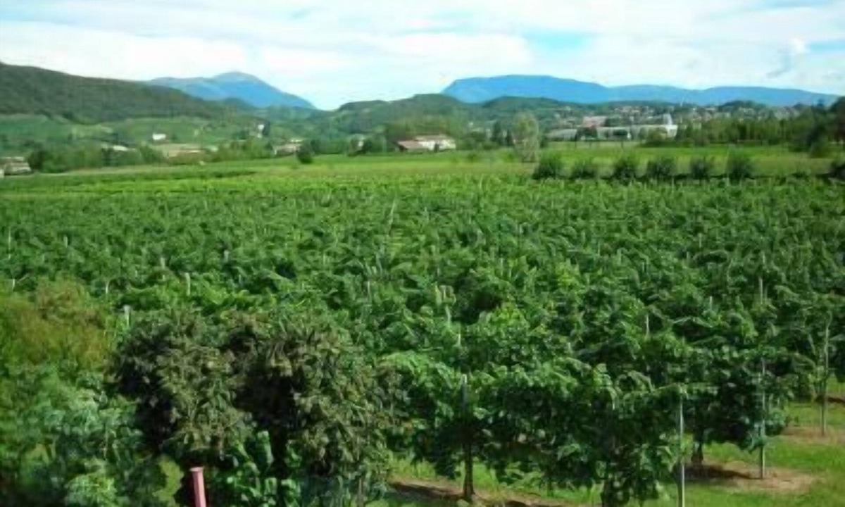 Holiday Pieve Soligo Persons Bedrooms | Pieve di Soligo