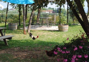 Agriturismo Il Porcellino