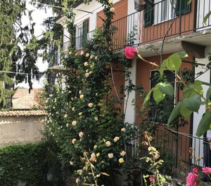 Roses Meni 