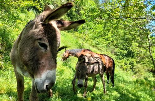Canosio Bed & Breakfast | Agri-b&b Lou Col