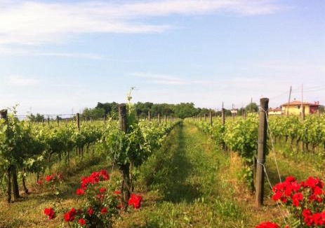 Noventa di Piave House | Agriturismo Gazza Ladra