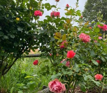 Vara Superiore Bed & Breakfast | BB Andre'