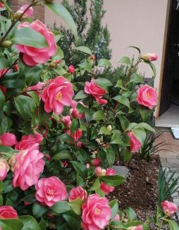 Marano Vicentino Apartment | Dolce Ricordo, locazione turistica