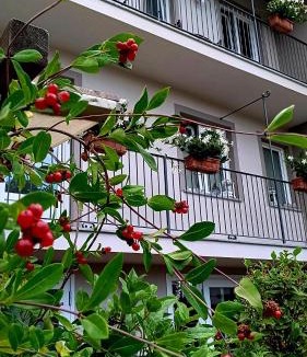 Castellinaldo Bed & Breakfast | Il bosco delle torte