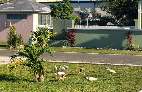 Westward Villas Subdivision Apartment | NEW - Cosy Island Style Boho-Chic Seagrape Studio