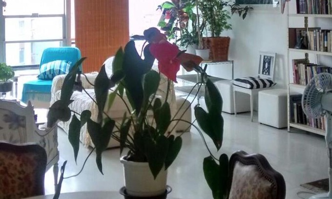 Flamengo Apartment | Apartamento Flamengo