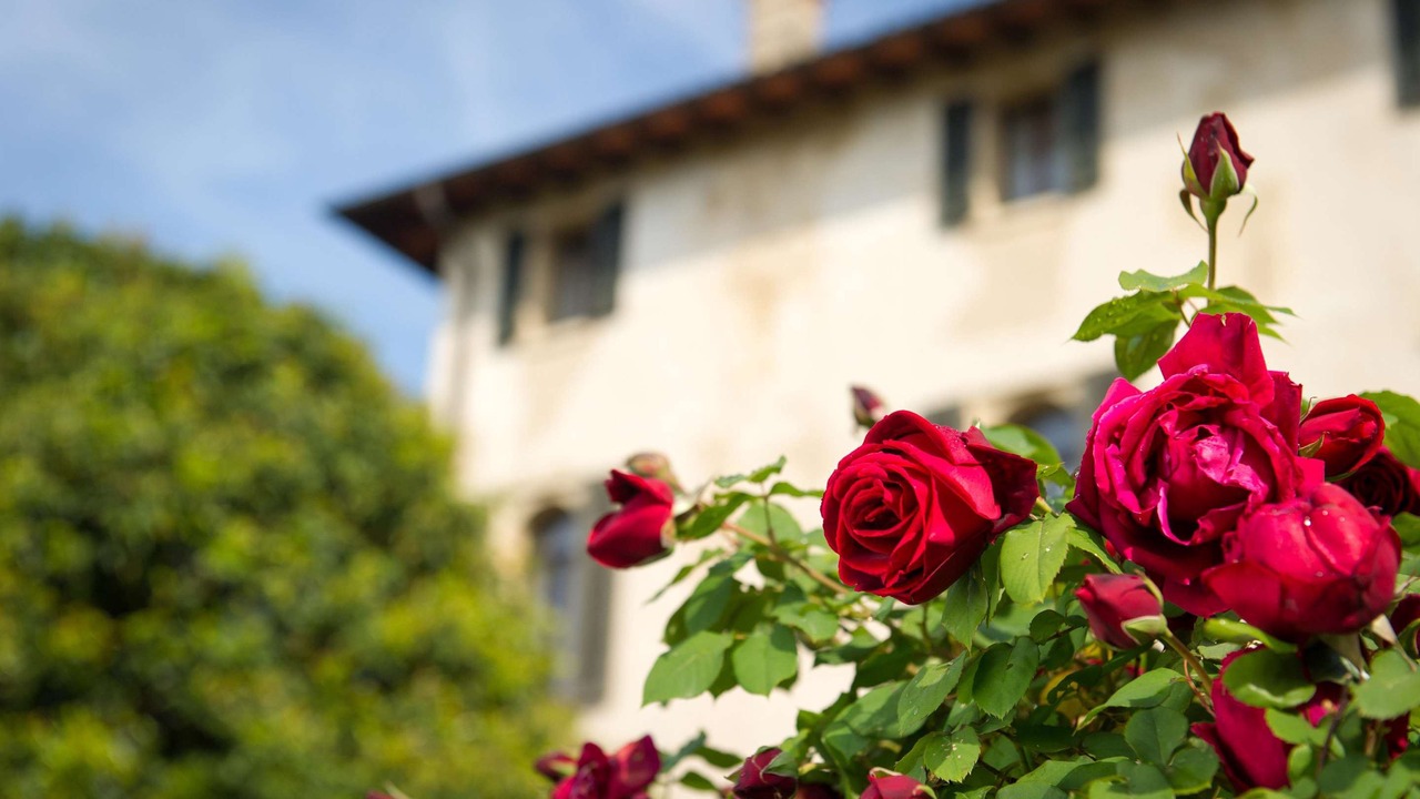 Photo of Buildings in Asolo