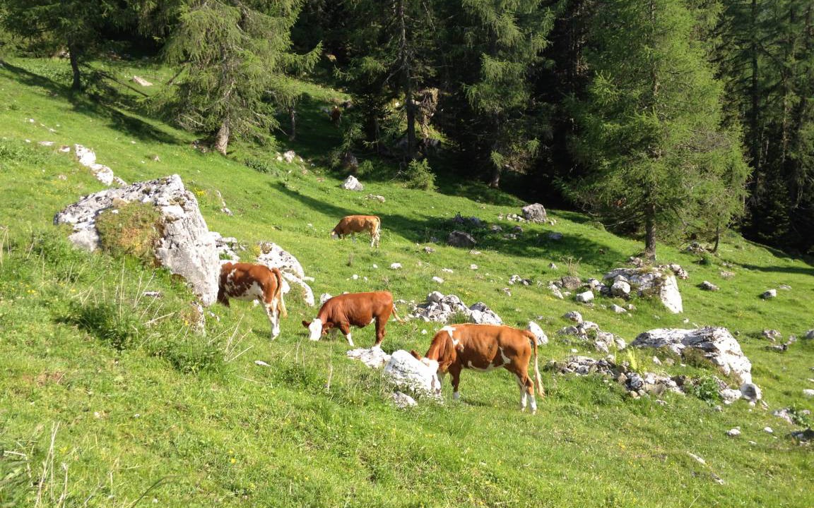 Photo of Others in Rocca Pietore