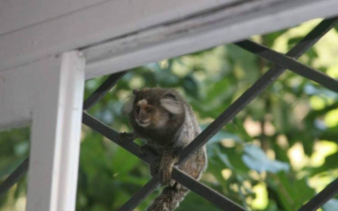 Photo of Others in Tijuca