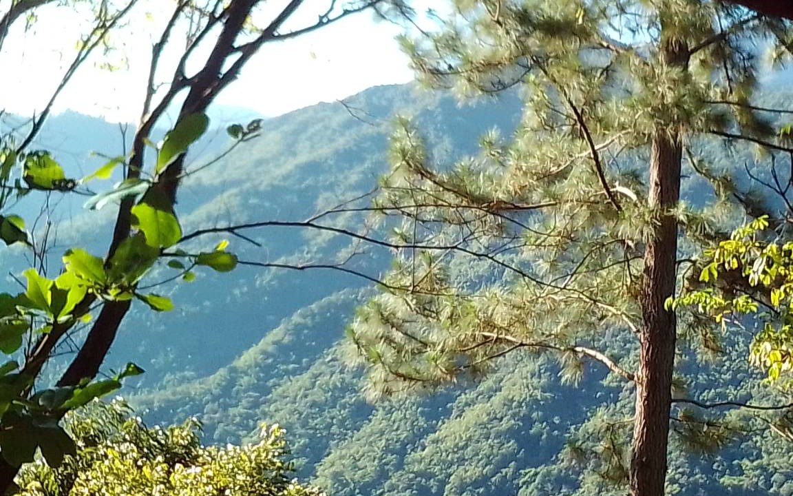 Photo of Others in Blue Mountains National Park