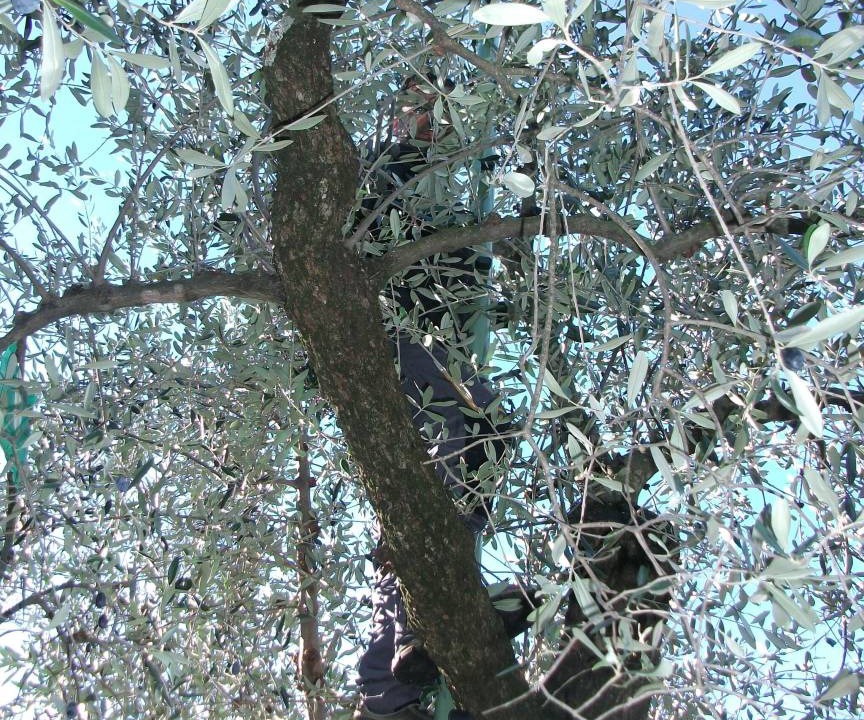 Photo of Others in Malcesine
