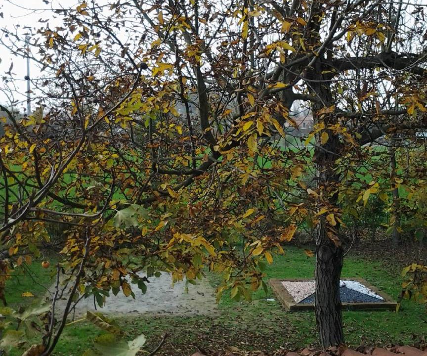 Photo of Others in Noventa di Piave