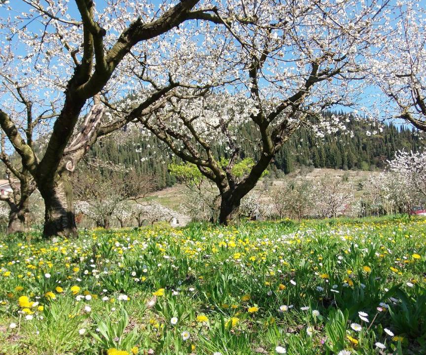 Photo of Others in Gargagnago di Valpolicella