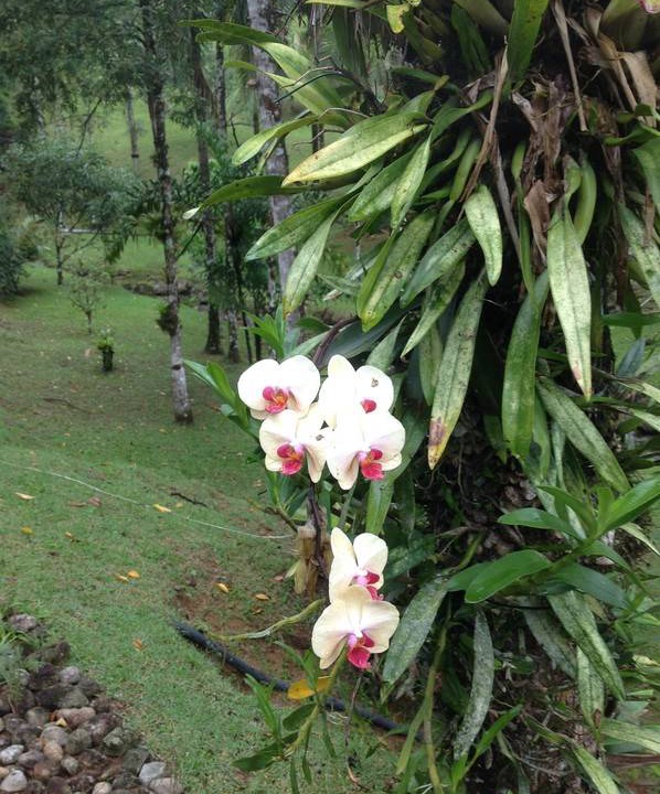 Photo of Others in Paraty