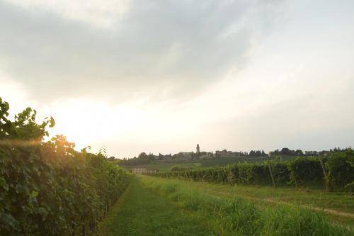 Photo of Others in Susegana