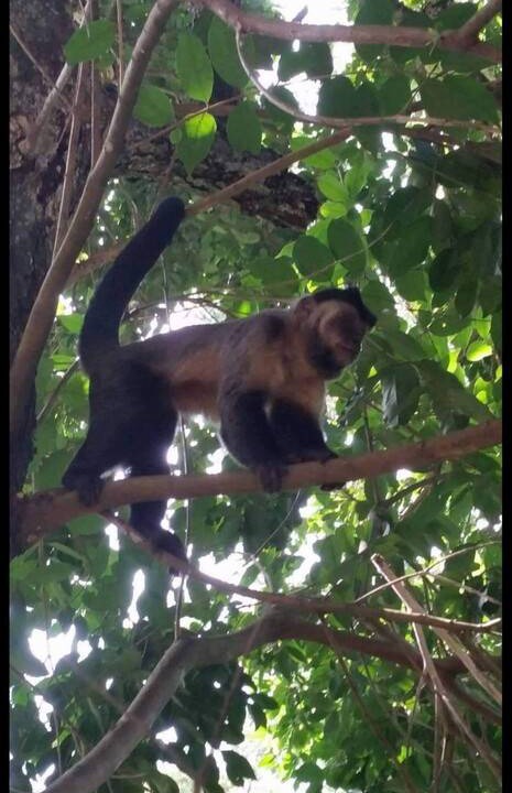 Photo of Others in Tijuca