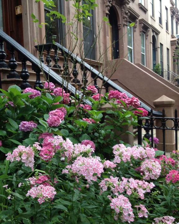 Photo of Buildings in Prospect Heights