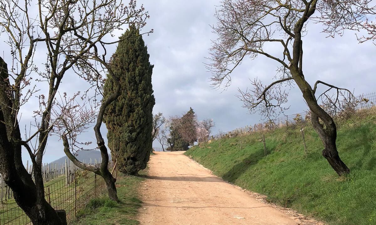 Photo of Outdoor in Albettone