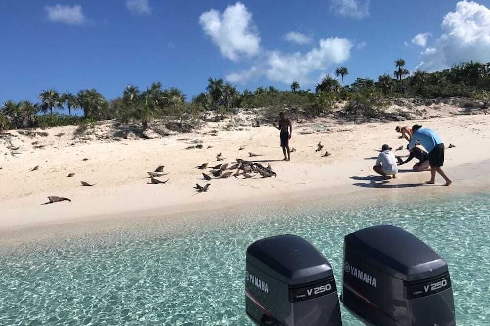 Photo of Others in Tar Bay