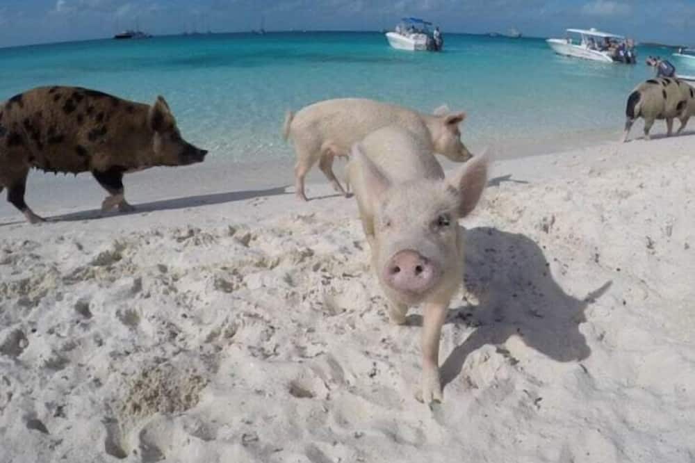 Photo of Others in Staniel Cay