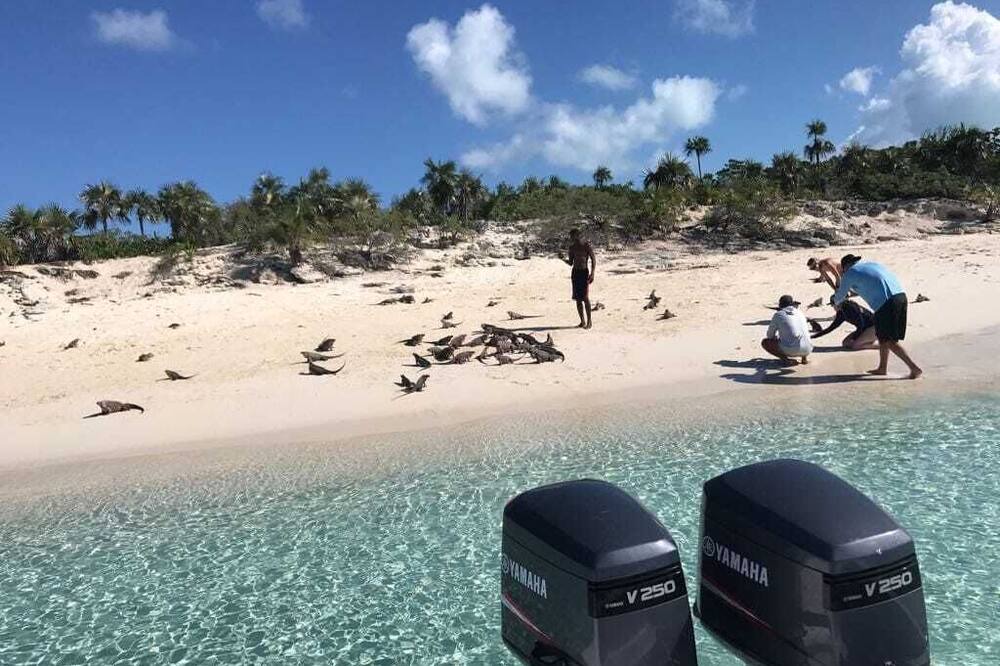 Photo of Others in Tar Bay