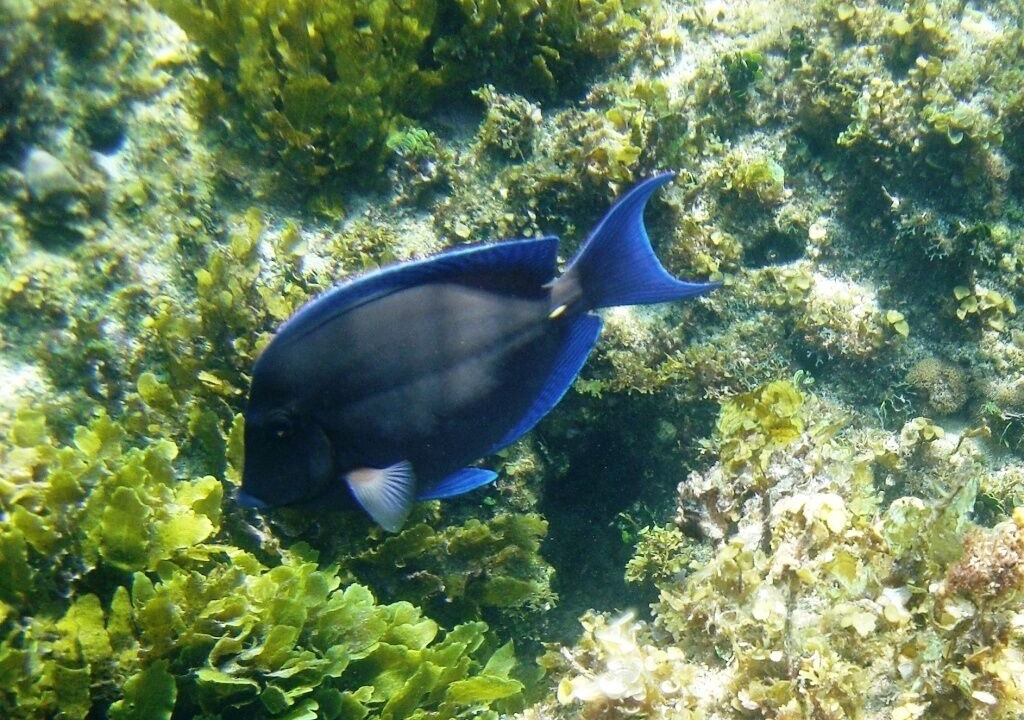 Photo of Others in South Palmetto Point