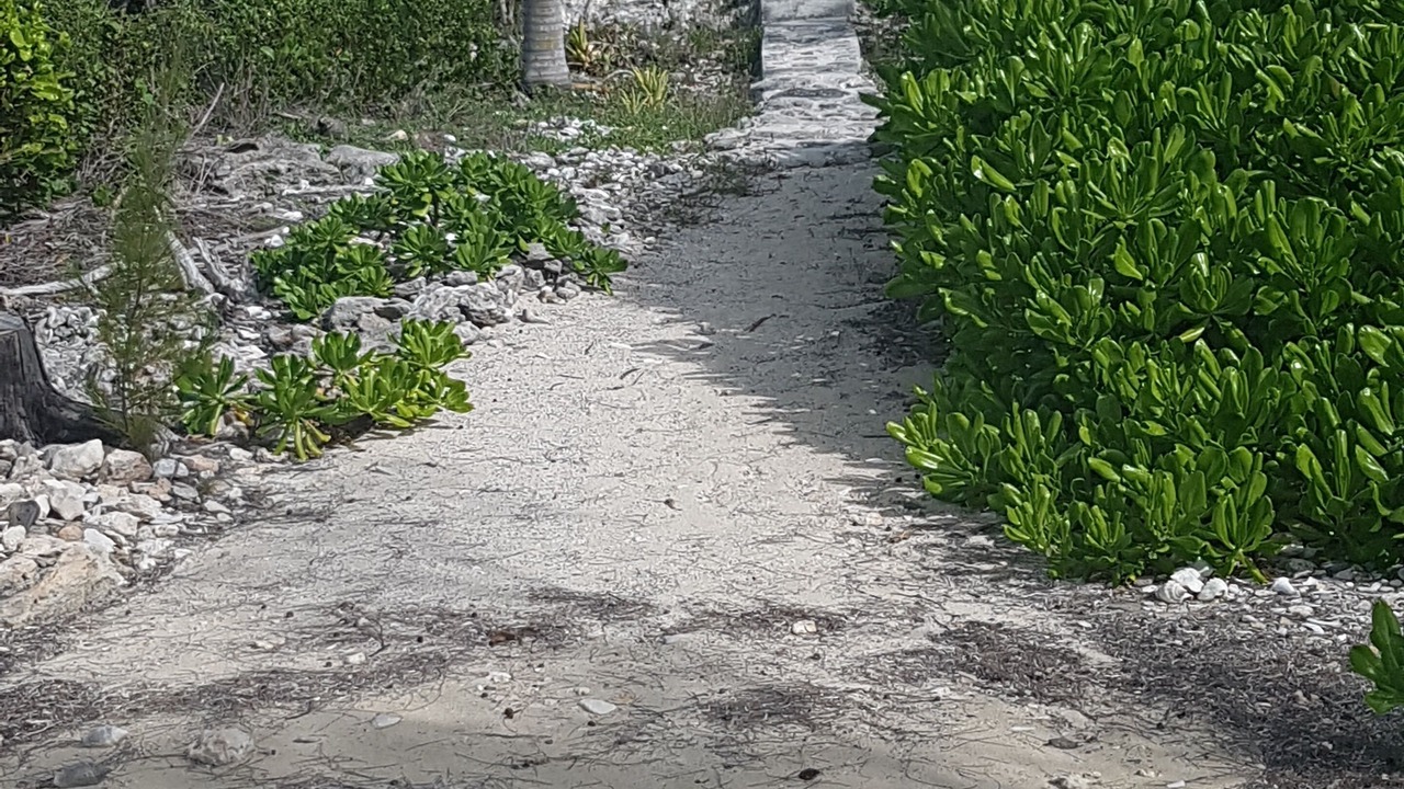 Photo of Others in South Palmetto Point