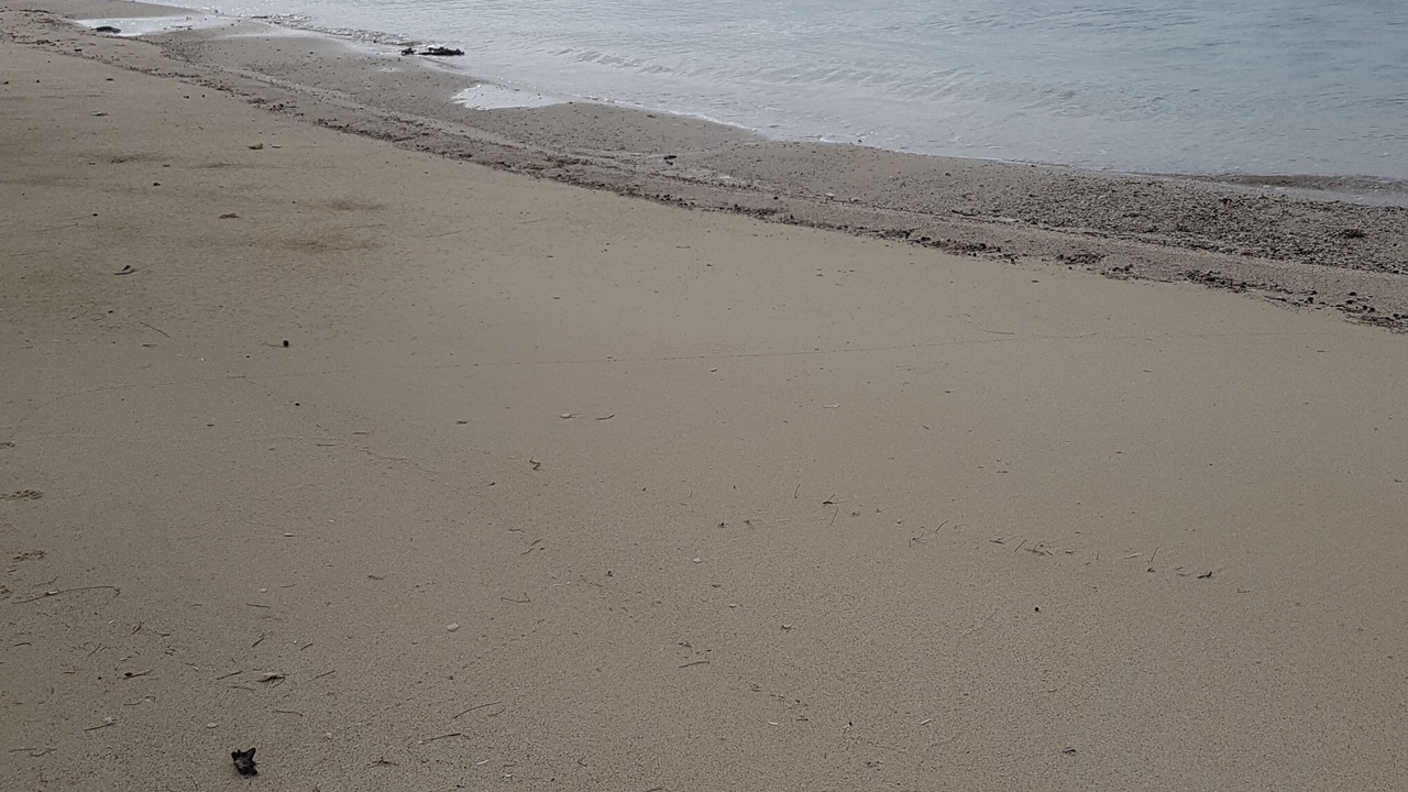 Photo of Others in South Palmetto Point