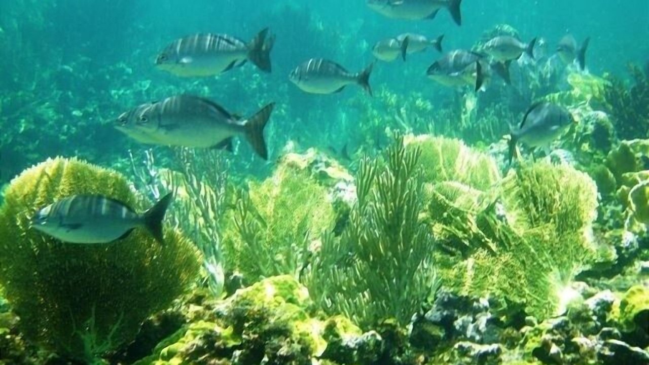 Photo of Others in Rainbow Bay