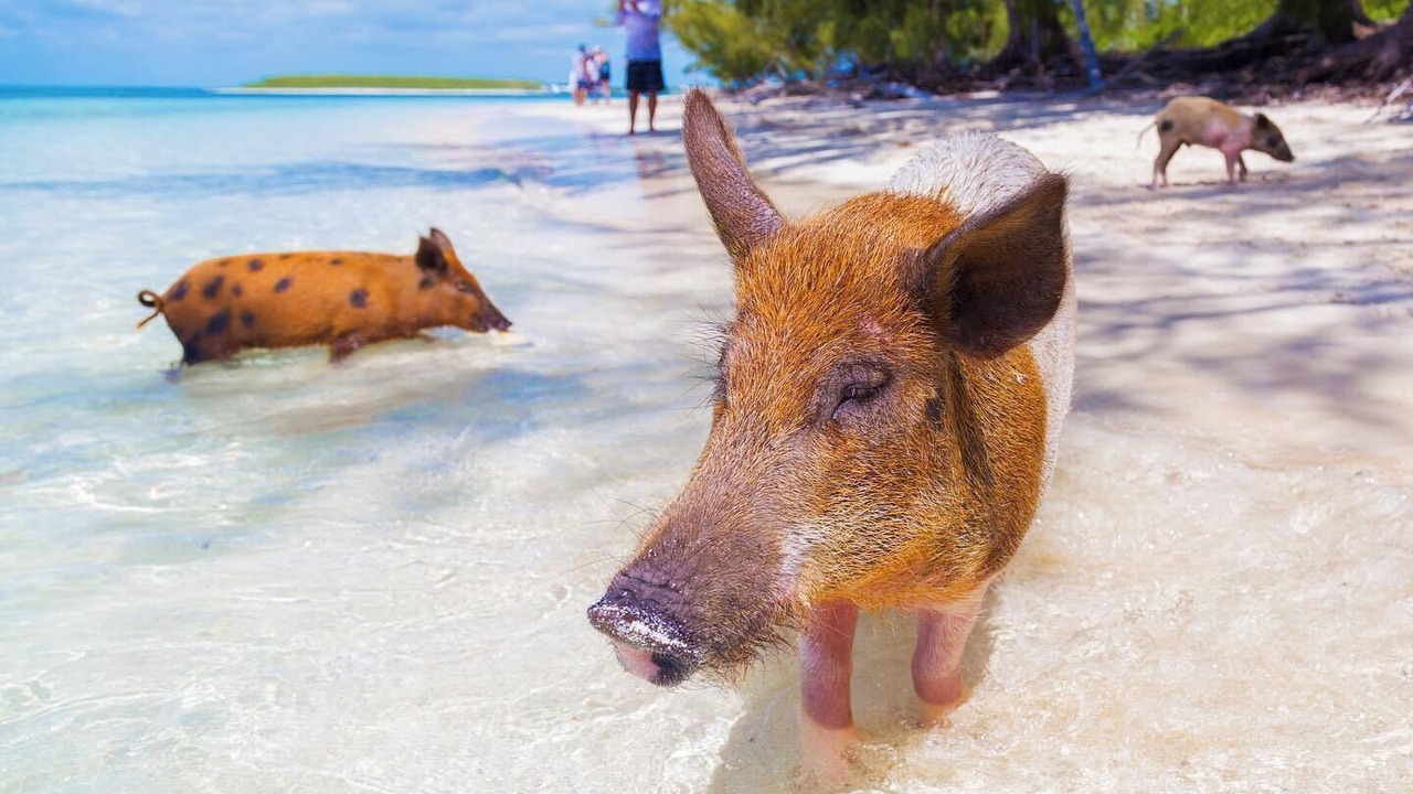 Photo of Others in Treasure Cay