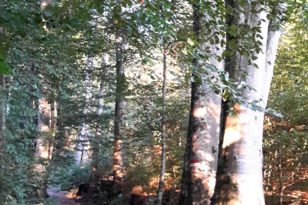 Photo of Outdoor in Faller