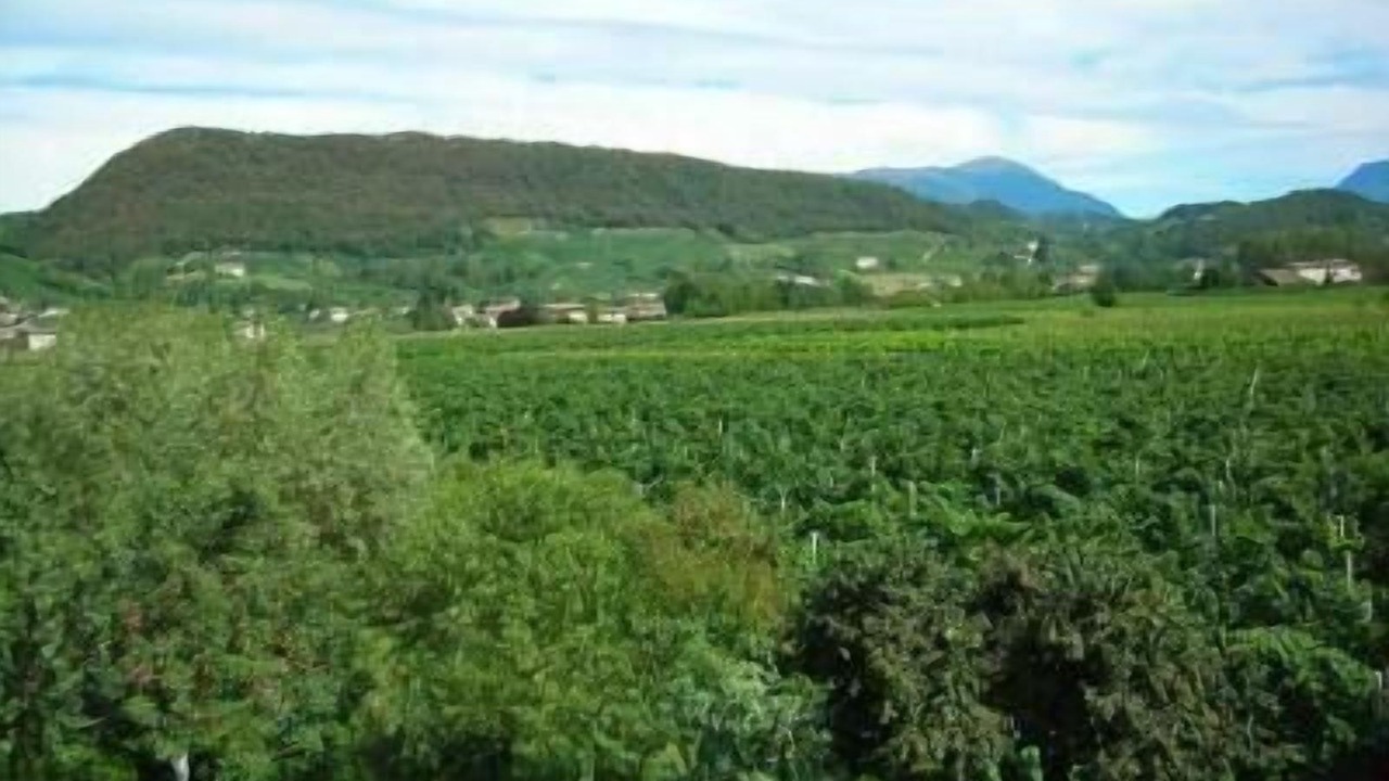 Photo of Outdoor in Pieve di Soligo