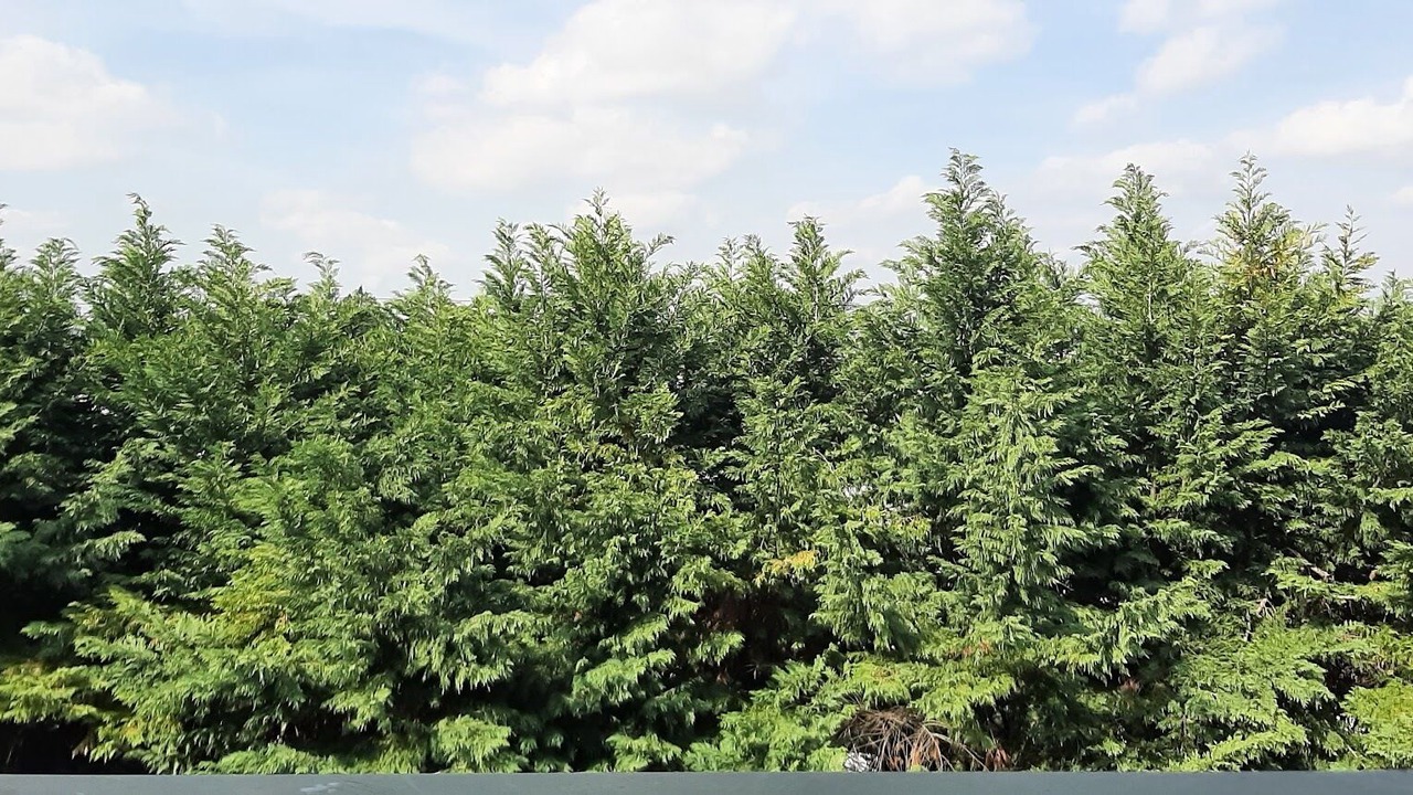 Photo of Outdoor in Sandrigo