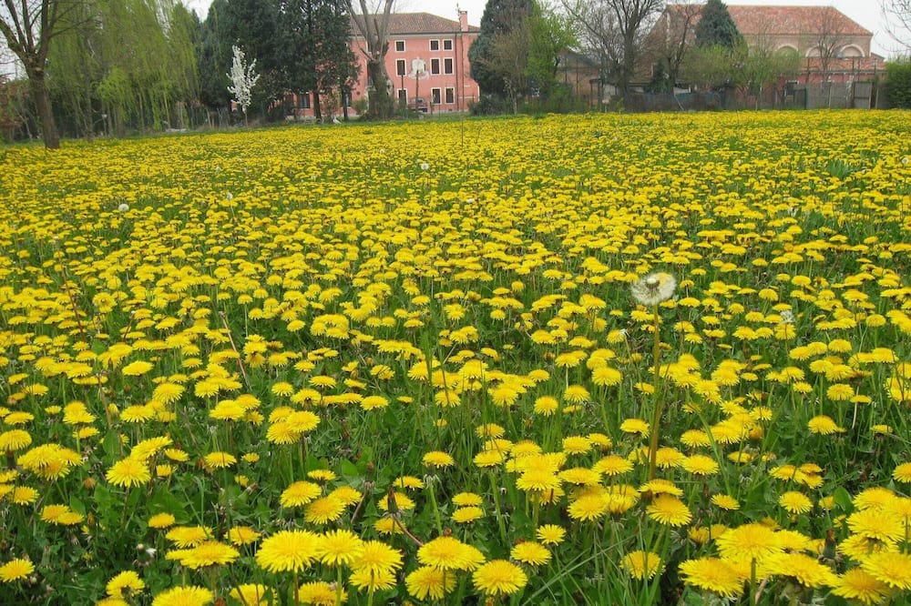 Photo of Outdoor in Pontecchio Polesine