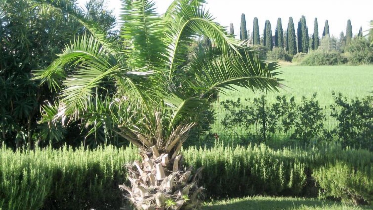 Photo of Outdoor in Lazise