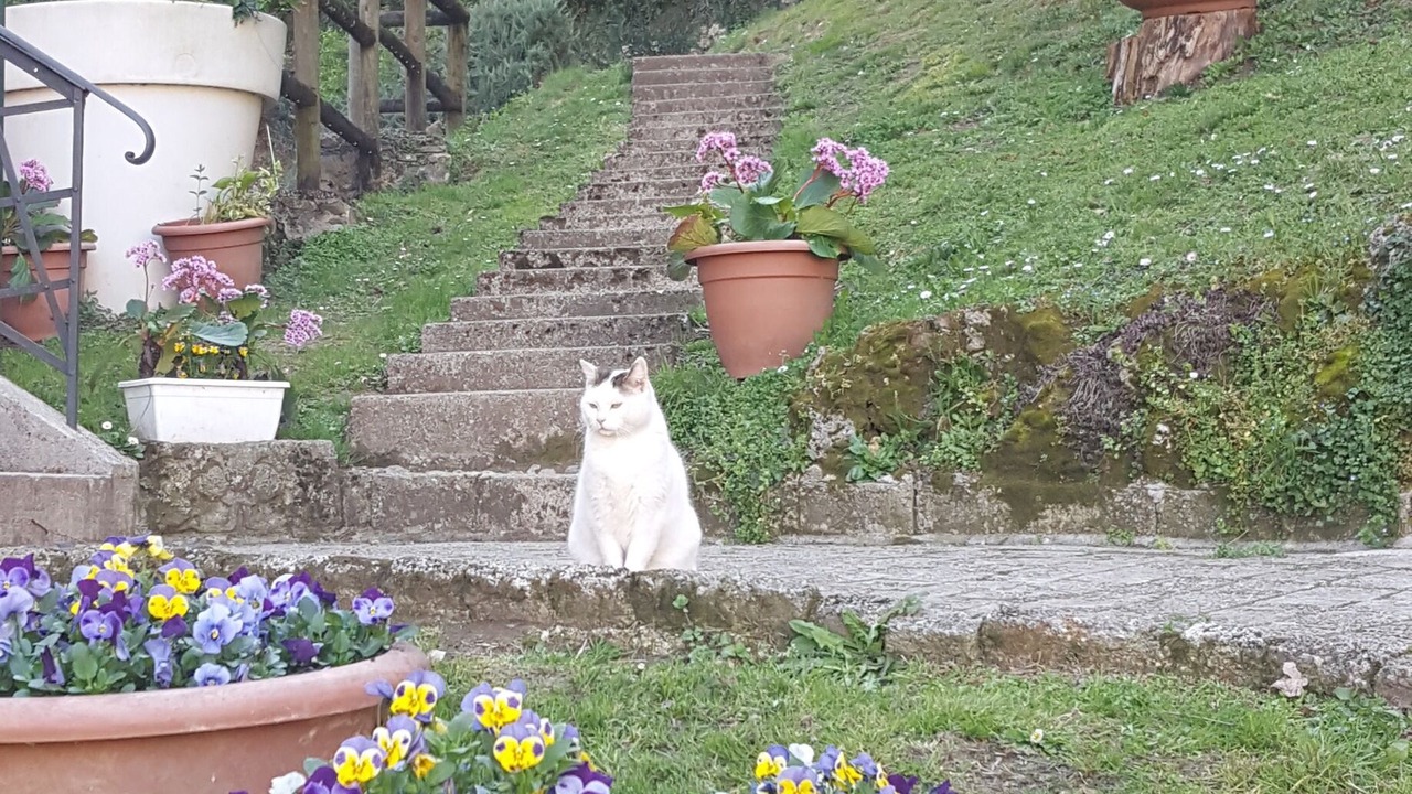 Photo of Outdoor in Vittorio Veneto
