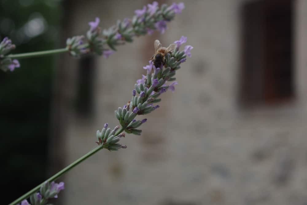Photo of Others in Castelgomberto