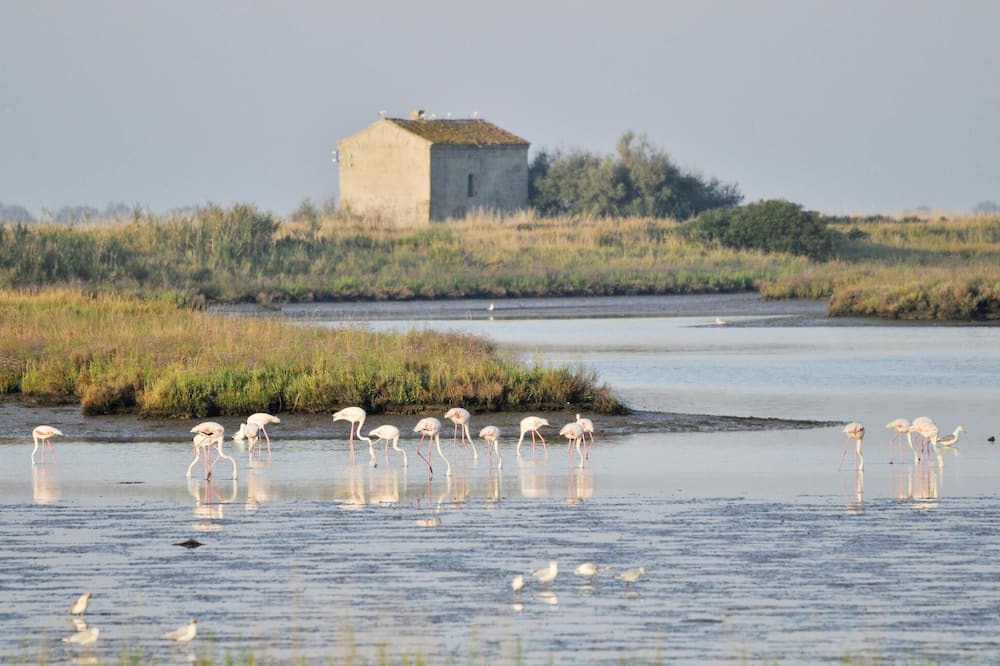 Photo of Others in Taglio di Po