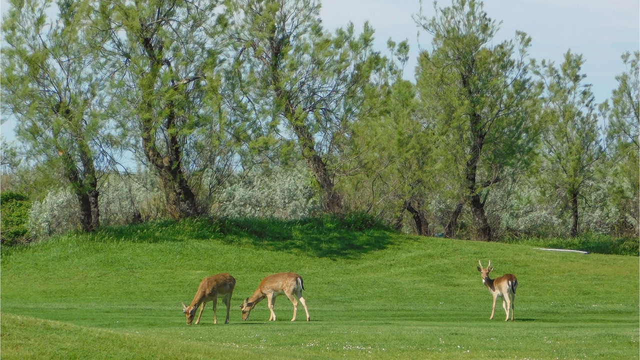 Photo of Others in Rosolina