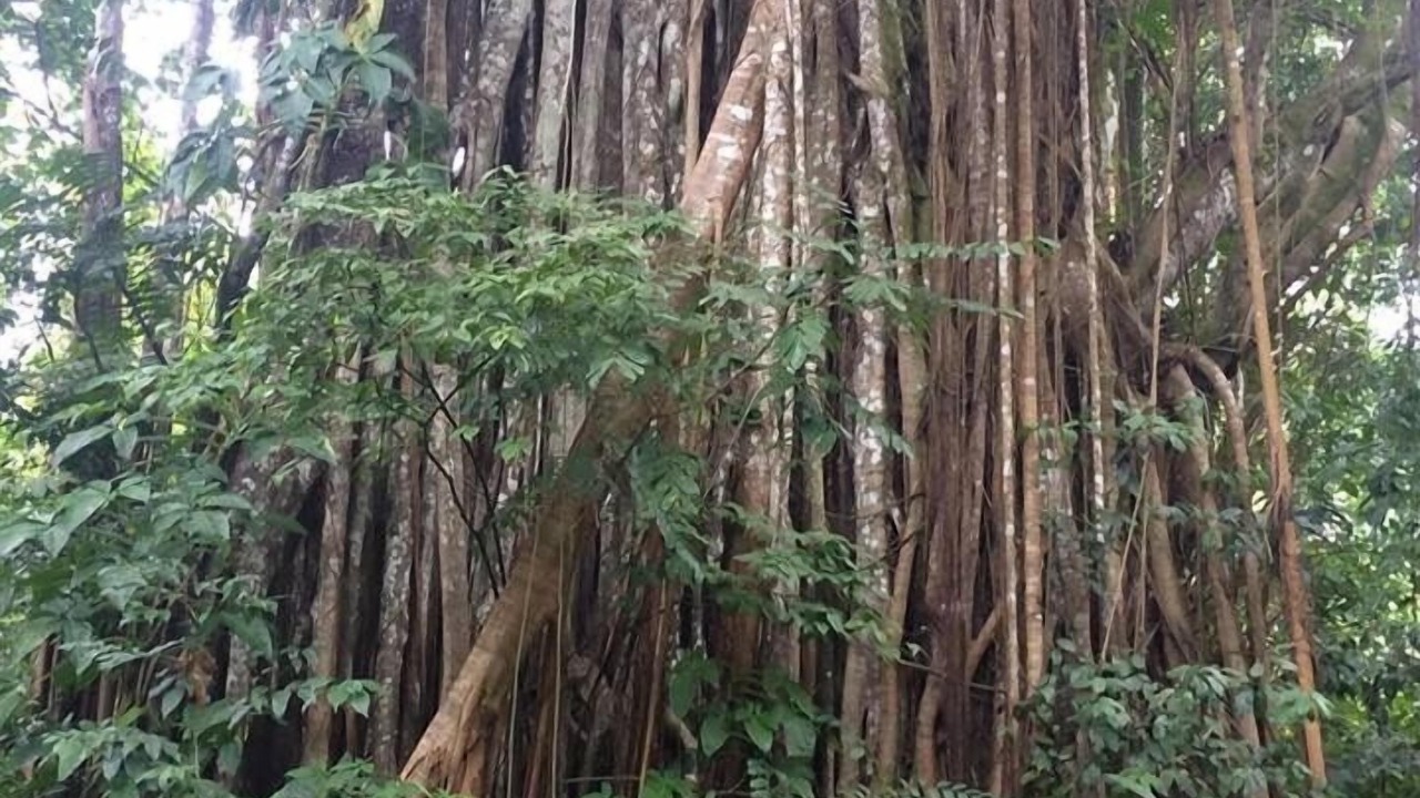 Photo of Outdoor in St. Ann's Bay