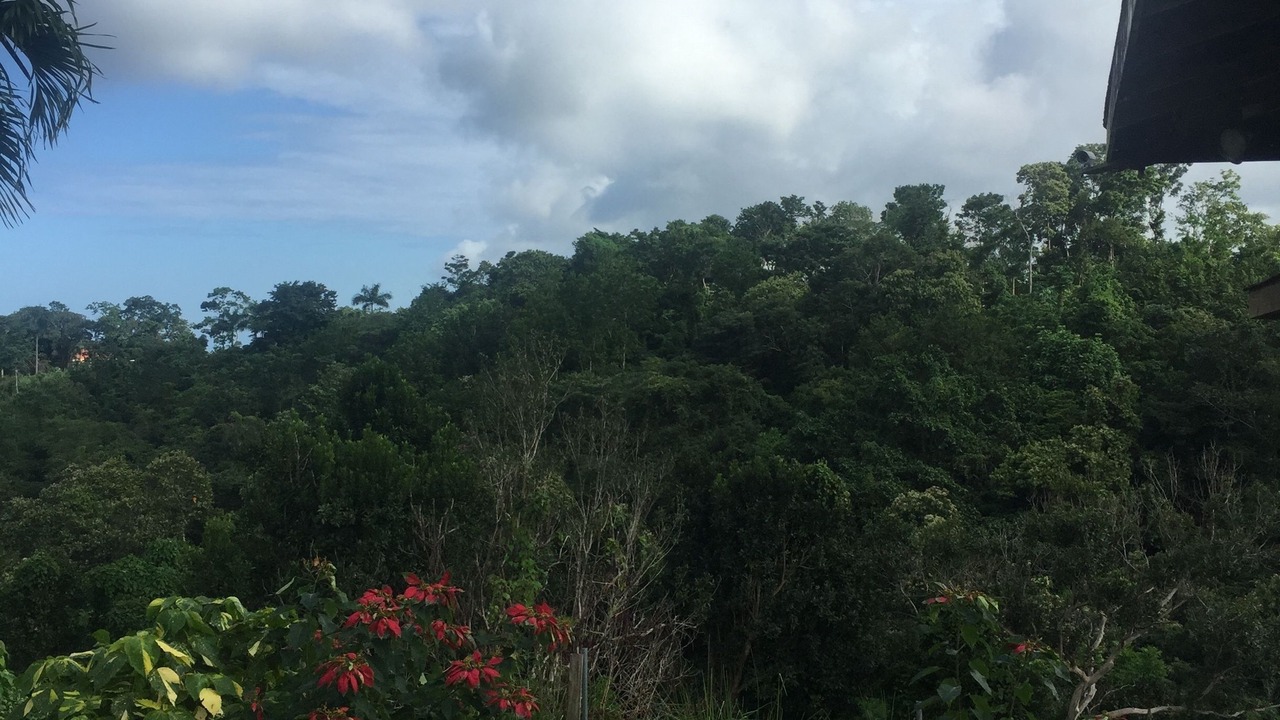 Photo of Others in St. Ann's Bay