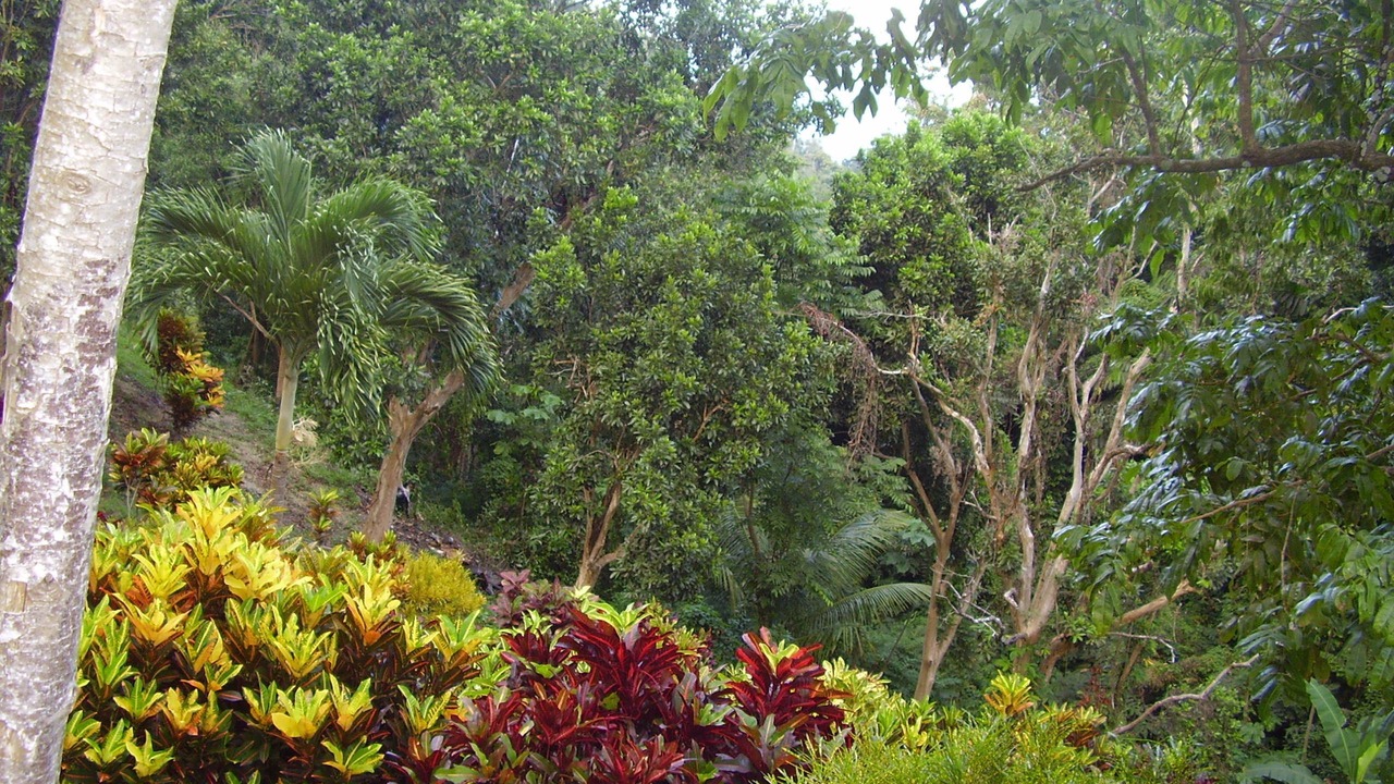 Photo of Others in St. Ann's Bay