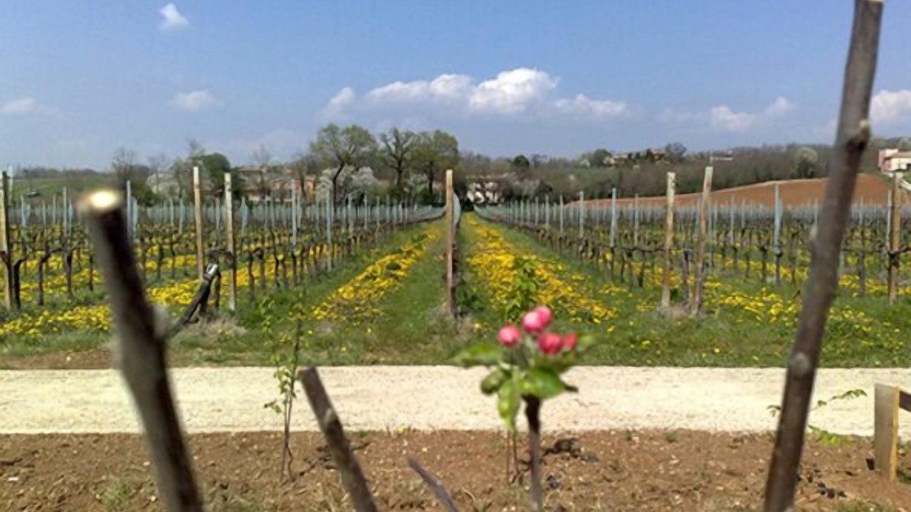 Photo of Outdoor in Montebelluna