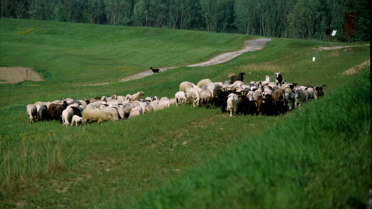 Photo of Others in Taglio di Po