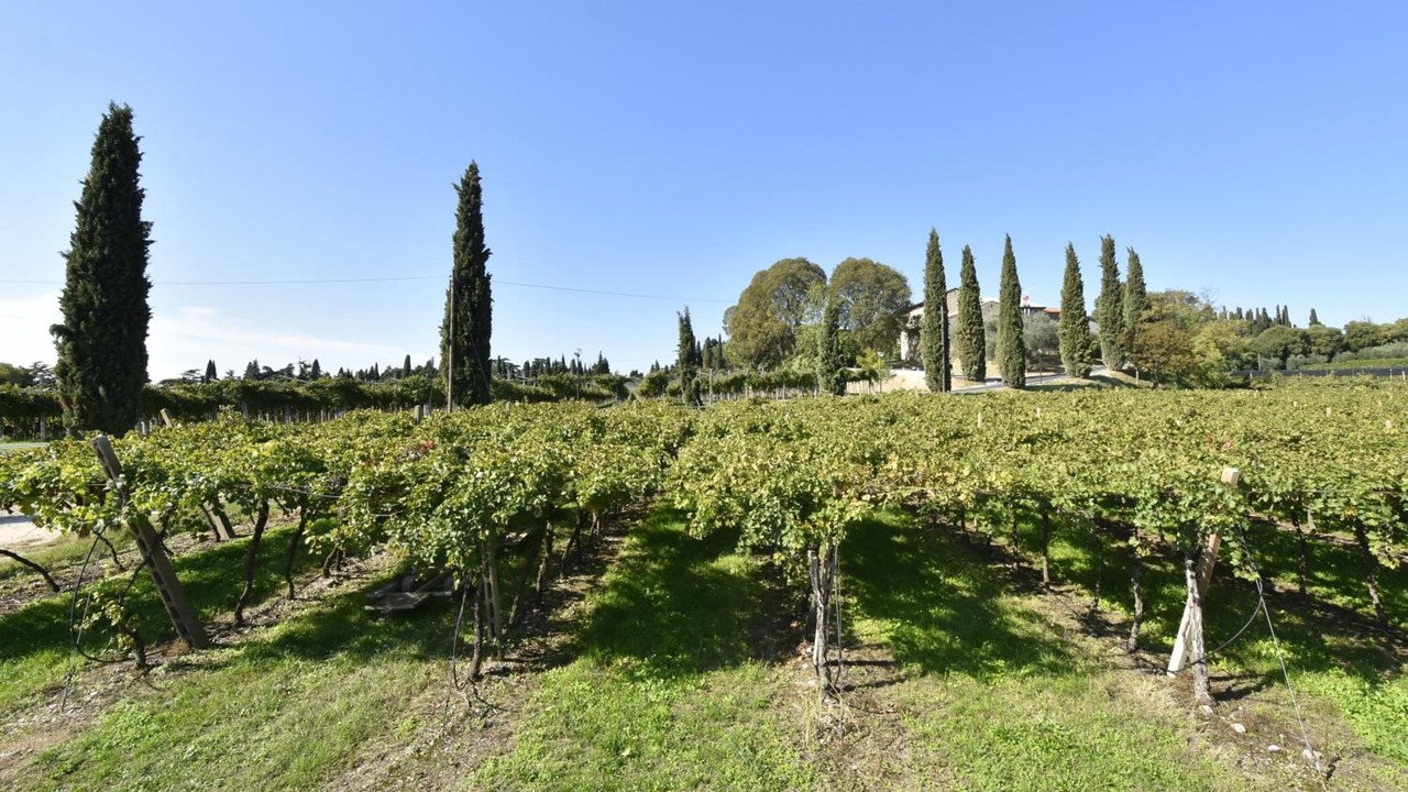 Photo of Outdoor in Lazise