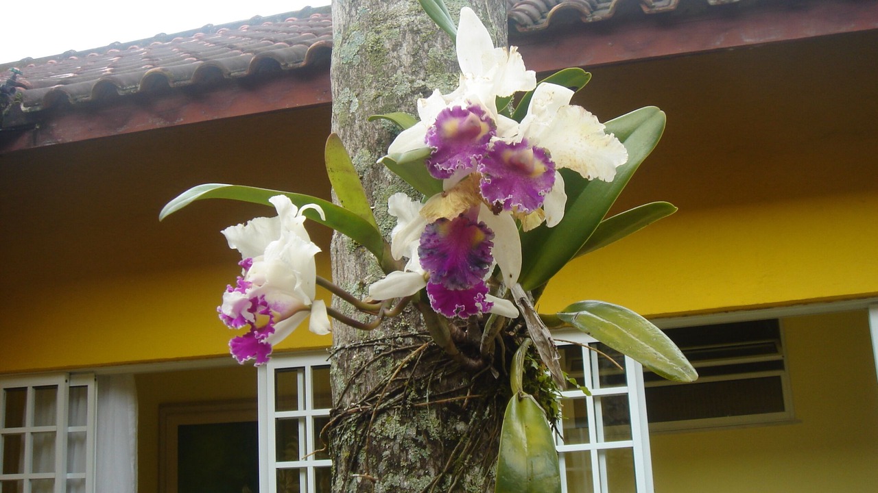 Photo of Outdoor in Angra dos Reis