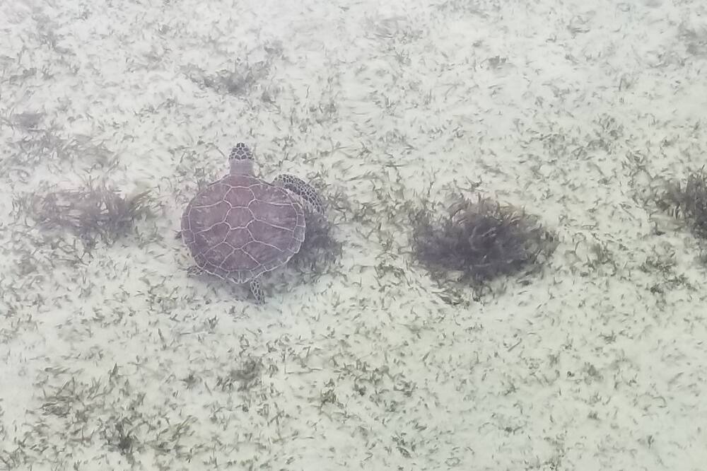Photo of Others in Lubbers Quarters Cay