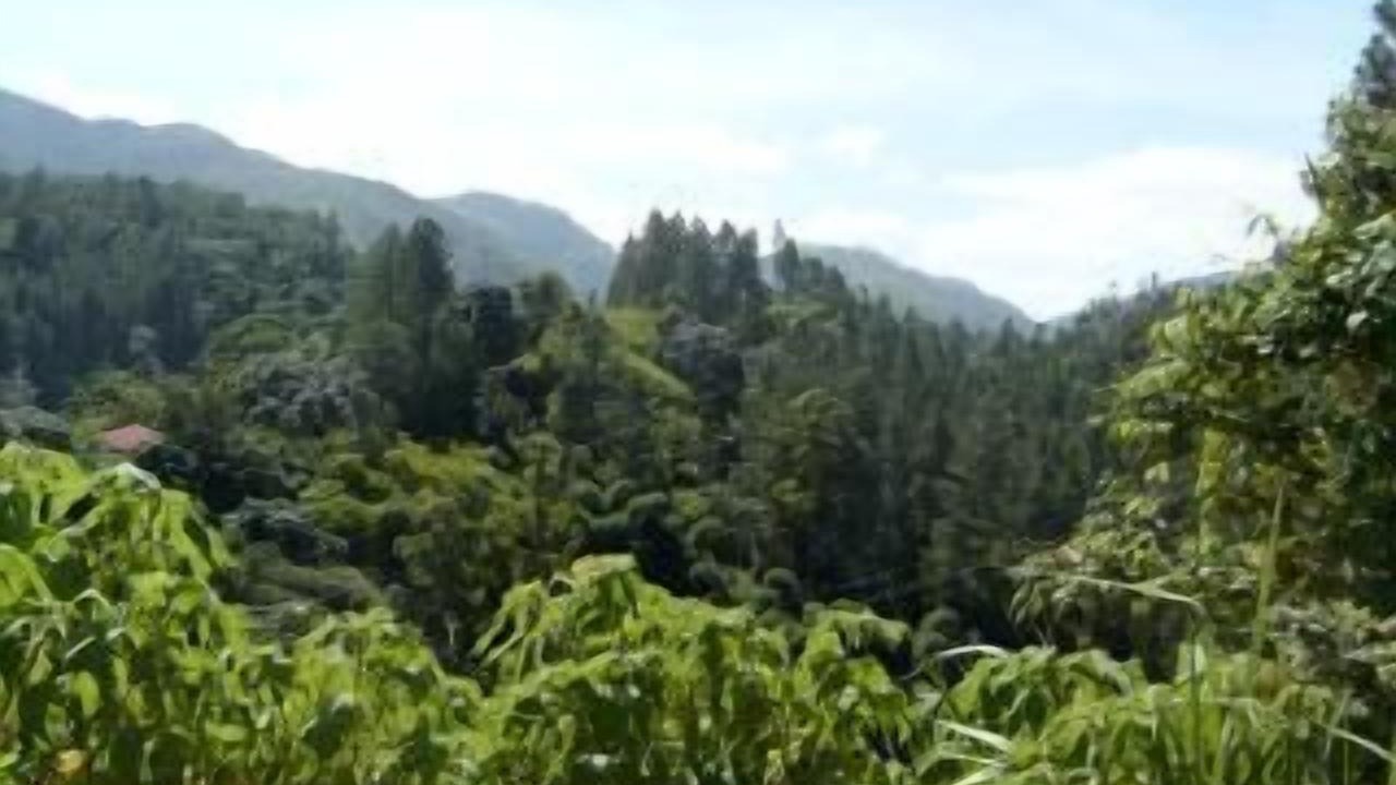 Photo of Outdoor in Trenchtown