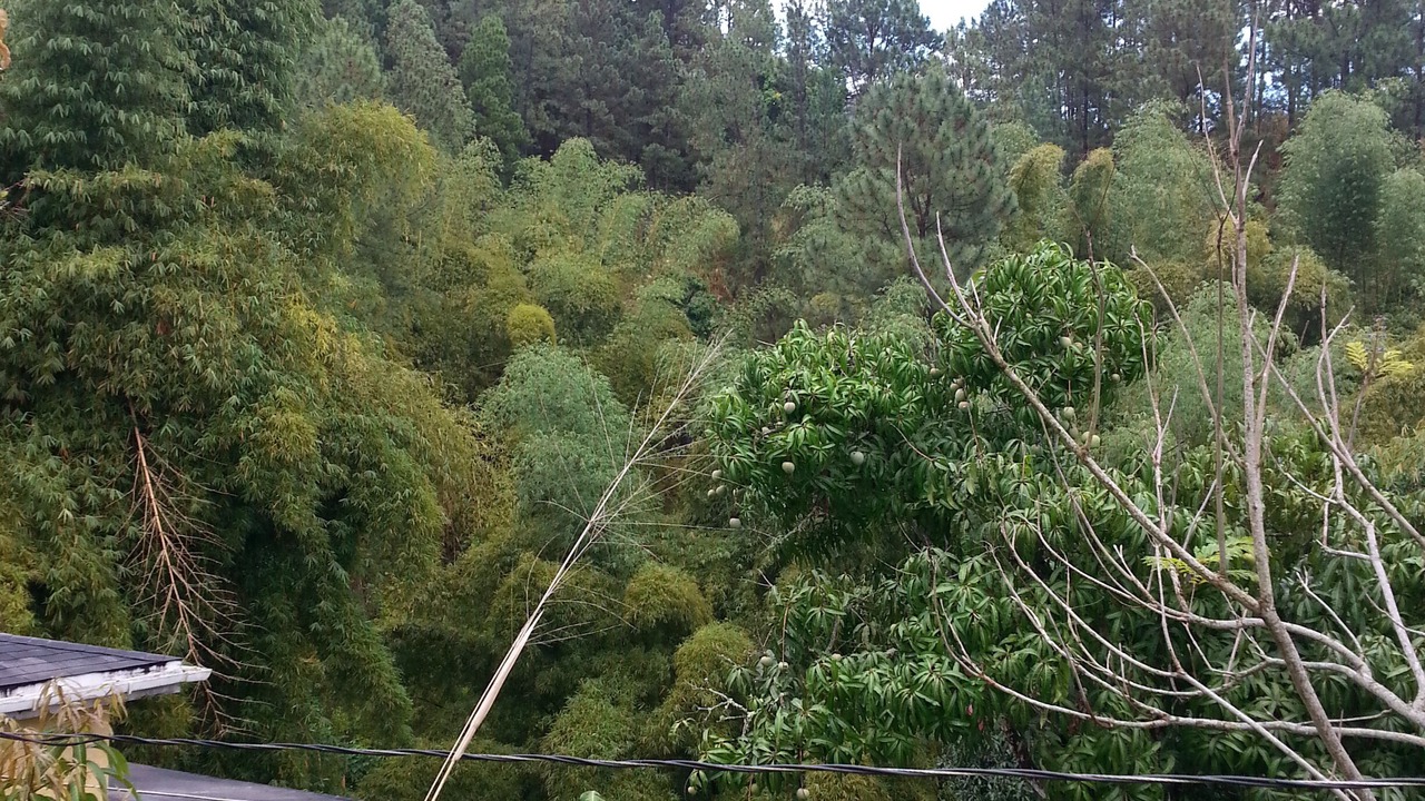Photo of Outdoor in Trenchtown